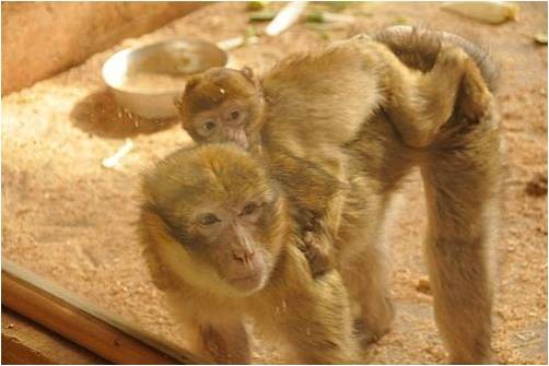 Adorables Petits Singes de Doigt ou Marmosets Pygméens