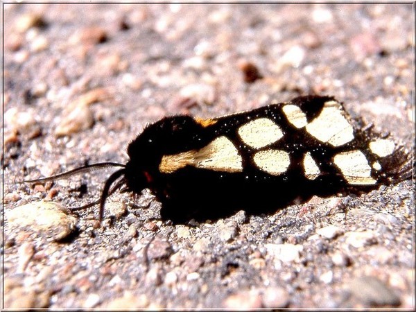 Artica villica (l'écaille fermière)