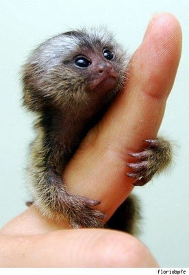 Adorables Petits Singes de Doigt ou Marmosets Pygméens